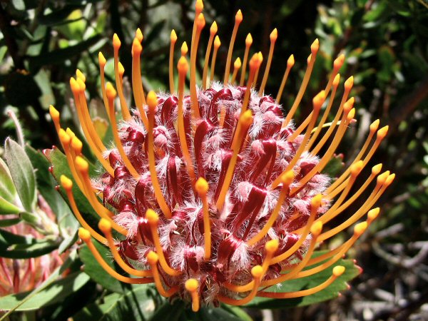 bloem
